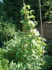 Runner beans