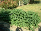 The Hare Hill potato crop