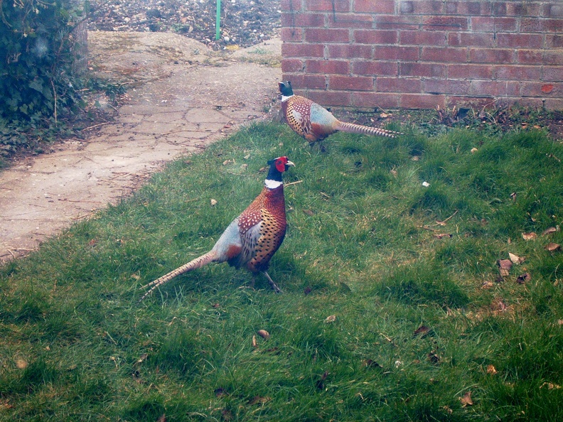 Albert and his friend Albert