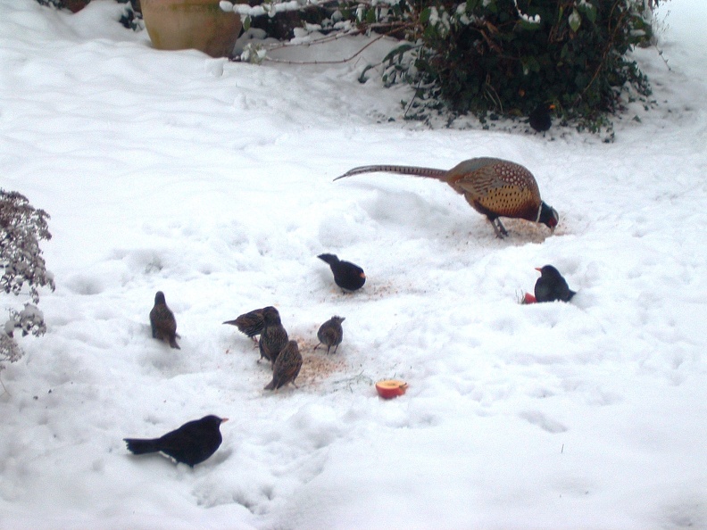 The Hare Hill beaks having brekker