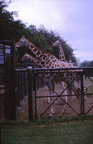 48 Giraffes.jpg