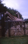 48 Giraffes