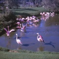 50 Pink flamingoes