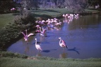 50 Pink flamingoes