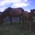 41 Foal on Dartmoor.jpg