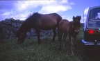 41 Foal on Dartmoor