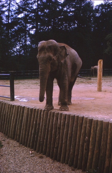 47 Indian elephant at Whipsnade.jpg