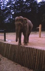 47 Indian elephant at Whipsnade