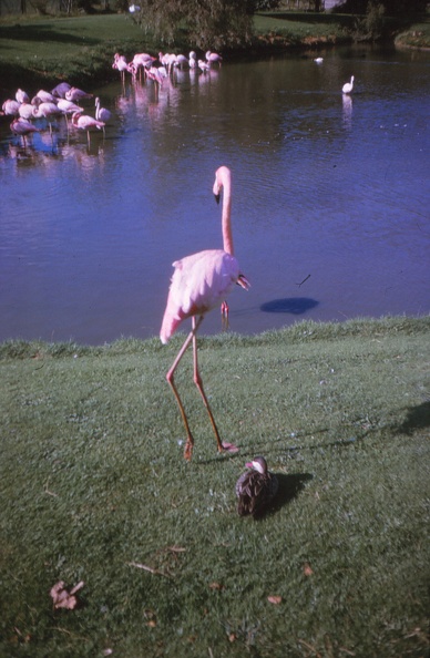 01 Flamingoes and duck at Whipsnade.jpg