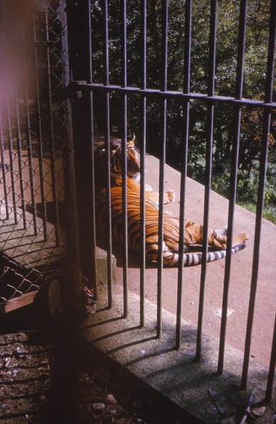 04 Tiger.jpg