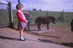 03 Wendy with Shetland pony foal (3 years 5 months)