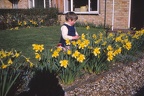 29 W with daffodils
