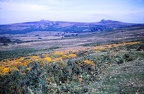 50 Haytor Down on Dartmoor