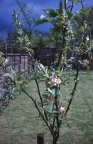 33 Apple tree blossom