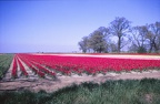 03 Tulip field near Spalding