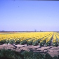 04 Yellow tullip field