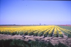 04 Yellow tullip field