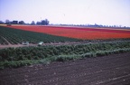 05 More tulips