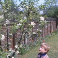 06 D with apple tree