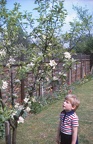 06 D with apple tree