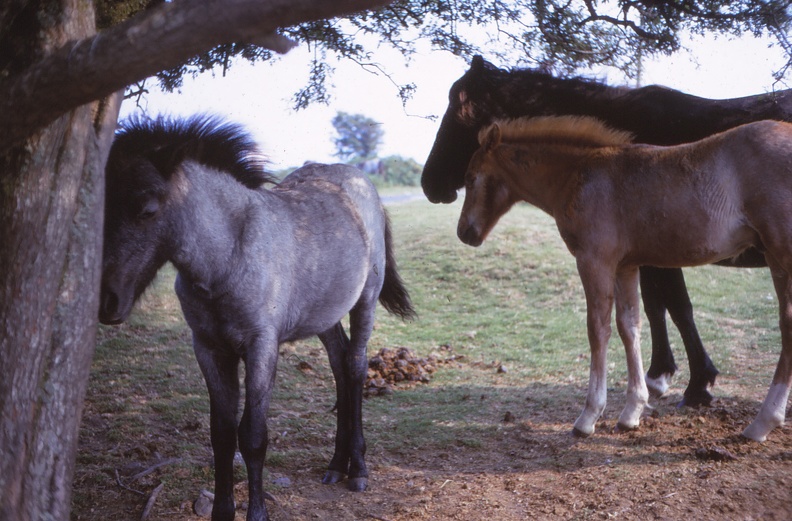 08 Dartmoor ponies.jpg