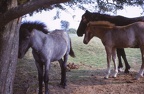 08 Dartmoor ponies
