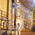 09 Giraffe at Whipsnade