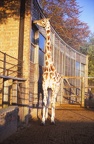 09 Giraffe at Whipsnade