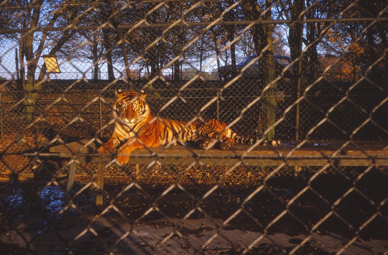 10 A tiger.jpg