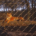 10 A tiger