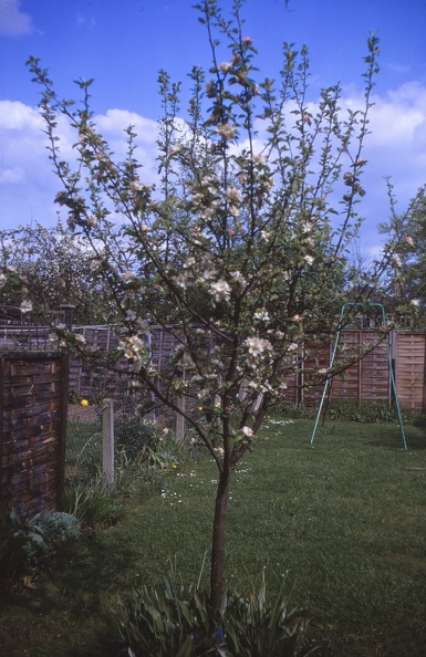 15 Apple tree blossom at no 35.jpg