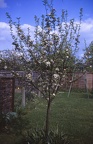 15 Apple tree blossom at no 35