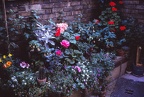 48 Nanna's garden at 26 Victoria St Ely