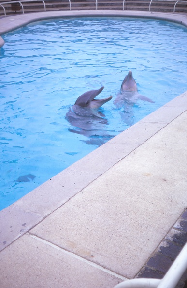 22 dolphins.jpg
