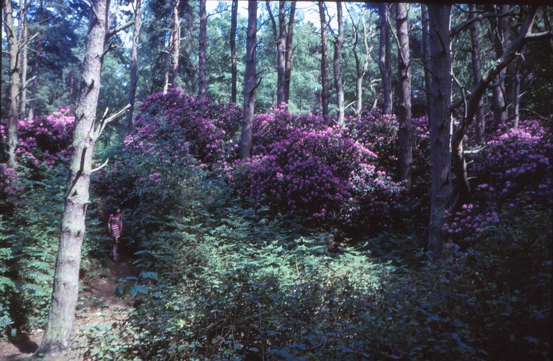 07 W, D and rhodedendrons at Wolferton (11 & 7 years).jpg