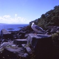 28 Cecil Seagull at Loch Nan Uamh.jpg