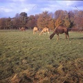 37 Camels at Whipsnade