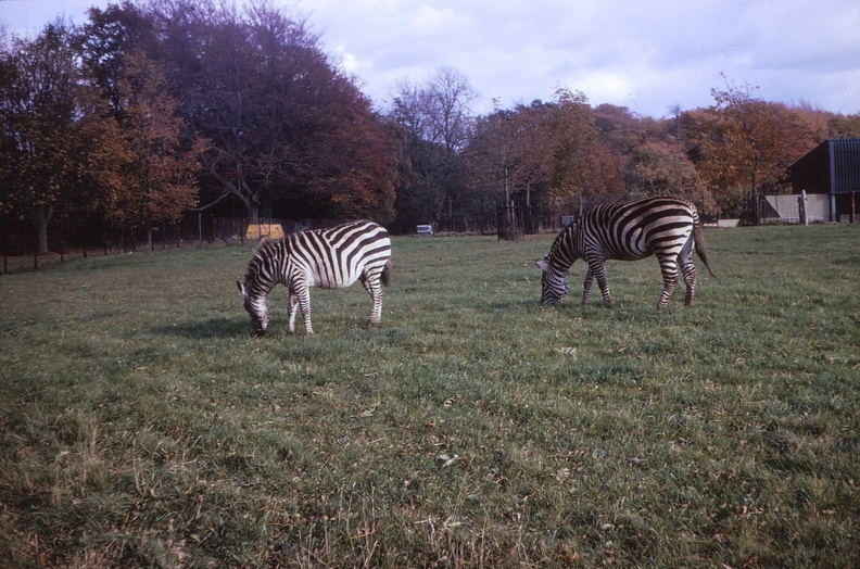 38 Zebras.jpg