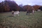 38 Zebras