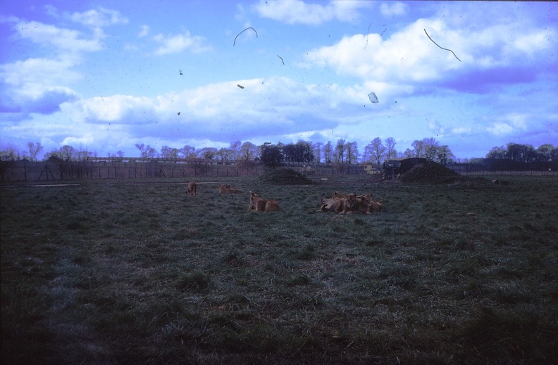 45 Lions at Stapleford Park Leicestershire.jpg