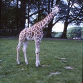 04 Giraffe at Longleat safari park