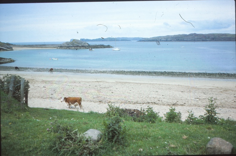 17 Rabbit Islands and a cow.jpg