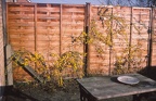 22 Winter jasmine in back garden