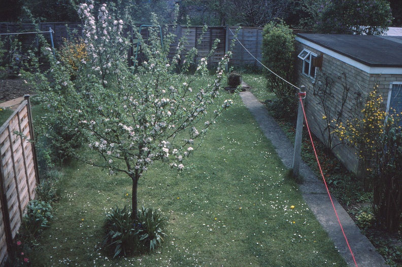 31 Apple tree at no. 35.jpg