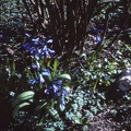 06 Hyacinths at no. 35