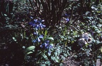 06 Hyacinths at no. 35