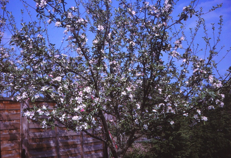 21 Apple blossom at no. 35.jpg