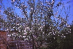21 Apple blossom at no. 35