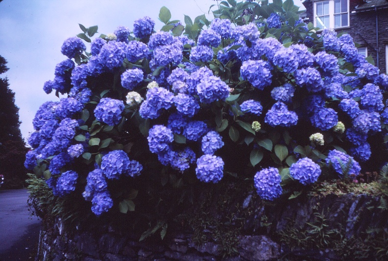 03 Hyndrangea on approach to ferry