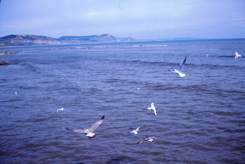45 More seagulls.jpg